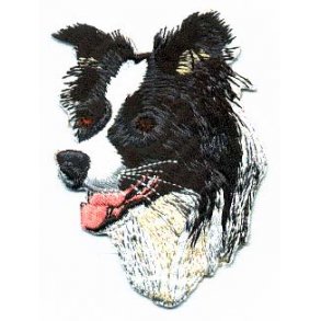 BORDER COLLIE - HOVED.